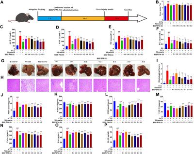 Evidence of synergistic mechanisms of hepatoprotective botanical herbal preparation of Pueraria montana var. lobata and Schisandra sphenanthera